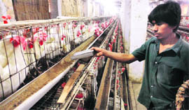 A farmer in Rajpura feeds birds in a poultry farm.