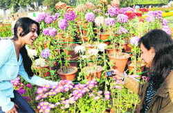 Girls click photographs during the Chrysanthemum show at Terraced Garden, Sector 33, Chandigarh