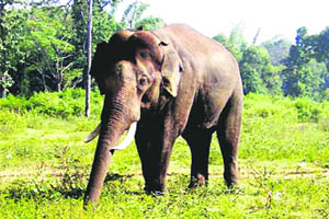 An elephant at the Rajaji National Park.