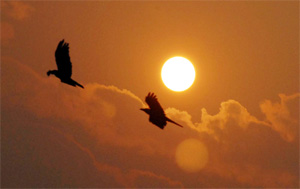 Tribune lensman Malkiat Singh captures two crows taking the morning flight in Jalandhar on Thursday.
