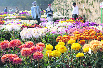 Chrysanthemum Show