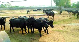 Buffaloes seen grazing in the Shaheed Udham Singh Park in Tarn Taran.