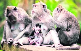 According to official sources, there will be selective killing and no mass culling of the monkeys.