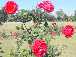 Roses in full bloom; and (right) workers ready the new rose plants, which are to be planted at Zakir Rose Garden in Chandigarh