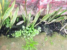 Waterlogging in streets eroding foundations of houses at GSB Apartments in Ludhiana.