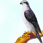 Eastern Goshawk