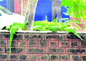 Parrots feed on grains on a sunny day in Gurgaon