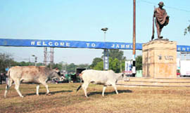 Stray cattle roam around freely at Gandhi Chowk in Jammu