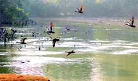 The Tribune lensman Vicky Gharu captures the winged visitors at the Chhatbir Zoo on Tuesday.