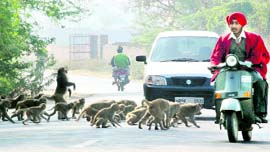 Monkeys block Dakala road in Patiala on Tuesday.