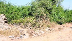 Land flattened by the Chandigarh Municipal Corporation for the construction of a store adjoining the greenbelt near Tribune Colony in Sector 29, Chandigarh.