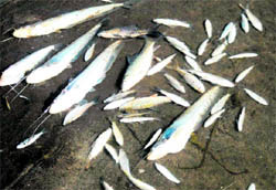 Dead fish float in the Gang Canal in the Chidiyapur Forest Range, Haridwar, on Tuesday