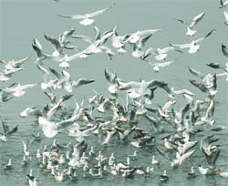 Migratory birds from the Pacific Ocean and southeast Asian countries at the Yamuna in New Delhi.