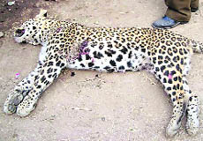 The leopard which was shot dead by villagers at Lohinga Kalan village in Nuh district on Saturday.