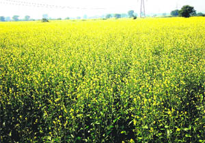 A mustard field in full blossom at a village in Bhiwani district on Saturday.