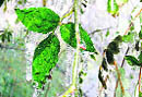 Mercury dips in state