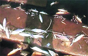 Dead fish found in the Ghaggar near the Ottu Lake in Sirsa. 