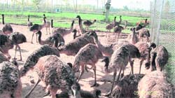 An Emu farm in Haripur village near Nurpur Bedi. Emu, Australias national bird, offers good returns tofarmers in the form of meat, oil, skin, feathers and colourful eggs. The business in not labour intensiveand does not require high input cost.