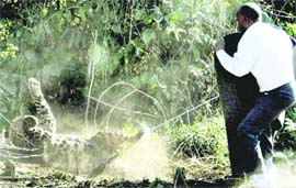A forest official tries to catch a leopard after it was trapped in a forest area in Dehradun on Monday.