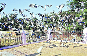 A flock of pigeons in the courtyard of a temple at Kural Ka Bas village in Bhiwani.