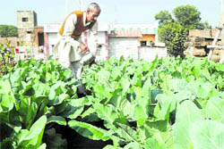 Mannu Singh of Libberhari village near Roorkee tends to the cauliflower crop on his rooftop
