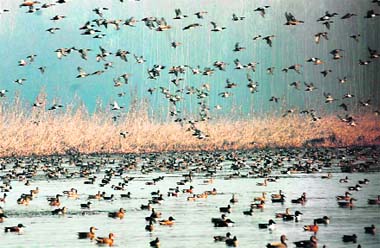 Migratory birds at Shallabugh Bird Reserve in Kashmir.  IANS