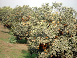 The kinnow yield has declined, yet the market gets flooded with the fruit.