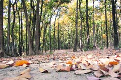 A view of a sal forest in Uttarakhand.