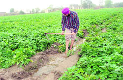A potato grower drains out rainwater from his fields. 