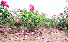 Roses in full bloom at Rose Garden, Sector 16, Chandigarh