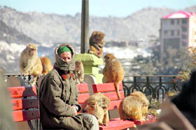A man enjoys a sunny day after snowfall at the IGMC in Shimla on Sunday.