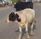 Stray cattle roaming near a green fodder shop in Fazilka.