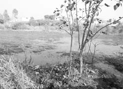 Sewage flows into the plots near the Chandigarh Apartments.