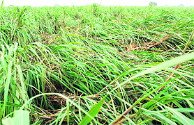 A flattened sugarcane field in Rajpura.