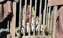 An injured leopard trapped at the IMA campus in Dehradun on Wednesday