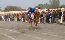 A nihang lifts a tent peg during the National Livestock Championship- 2011 being held at Muktsar on Saturday. 