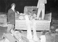 Logs of illegally-felled khair trees being unloaded by forest department officials at Seonk Forest Rest House in Mohali on Saturday