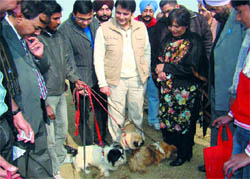 Secretary, Animal Husbandry Department, Usha R. Sharma, Muktsar DC Varun Roojam, Amit Dhaka and other officials at the National Livestock Championship, 2011 held in Muktsar.