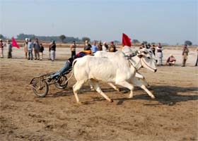 A bullock cart race in progress at the National Livestock Championship, 2011, being held at Muktsar