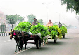 Mustard-laden horse carts on their way to market in Jammu.