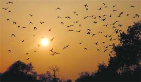 A glimpse of the sun during the cold wave brings cheer to birds which enjoy flying in groups inJalandhar on Tuesday. 