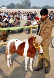An imported breed of horse (extreme right) owned by Sukhbir Badal was one of the main attractions at the fair.