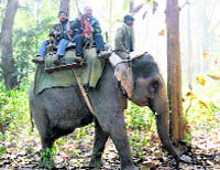 The Uttarakhand forest officials on the trail of the woman-eater tigress in the Jim Corbett National Park
