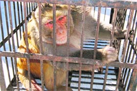 A monkey trapped by personnel of the Municipal Council, Mussoorie