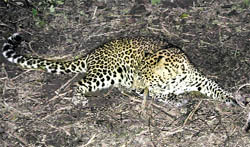 A female leopard at Govindnagar, near Dehradun, on Thursday
