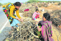Rural women collect firewood for household use in Gurgaon