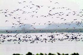 Migratory birds at the Harike lake. The World Wildlife Fund will conduct a census of such birds from January 15 to 20.