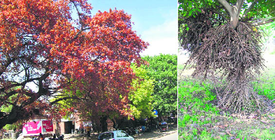Ficus species trees in different moods