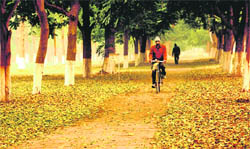 A cyclist pedals through dry leaves in Sector 9, Chandigarh