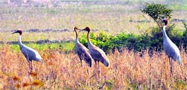 Sarus crane along with its chicks in Swan rivulet.